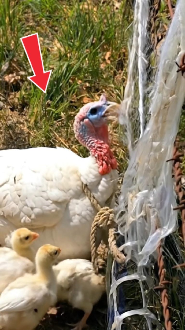 227-bird-stucked-Cover
