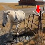 229-horse-Cover