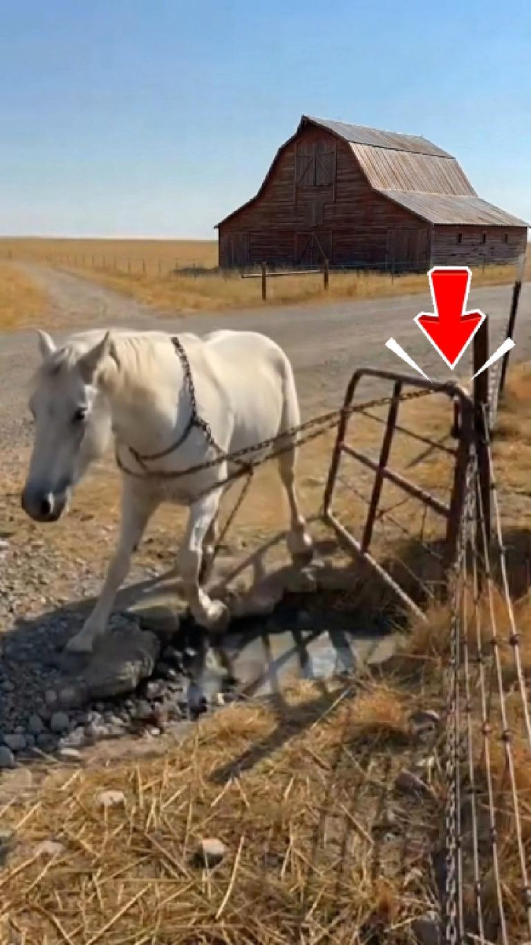 229-horse-Cover