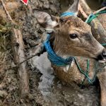 230-deer-Cover