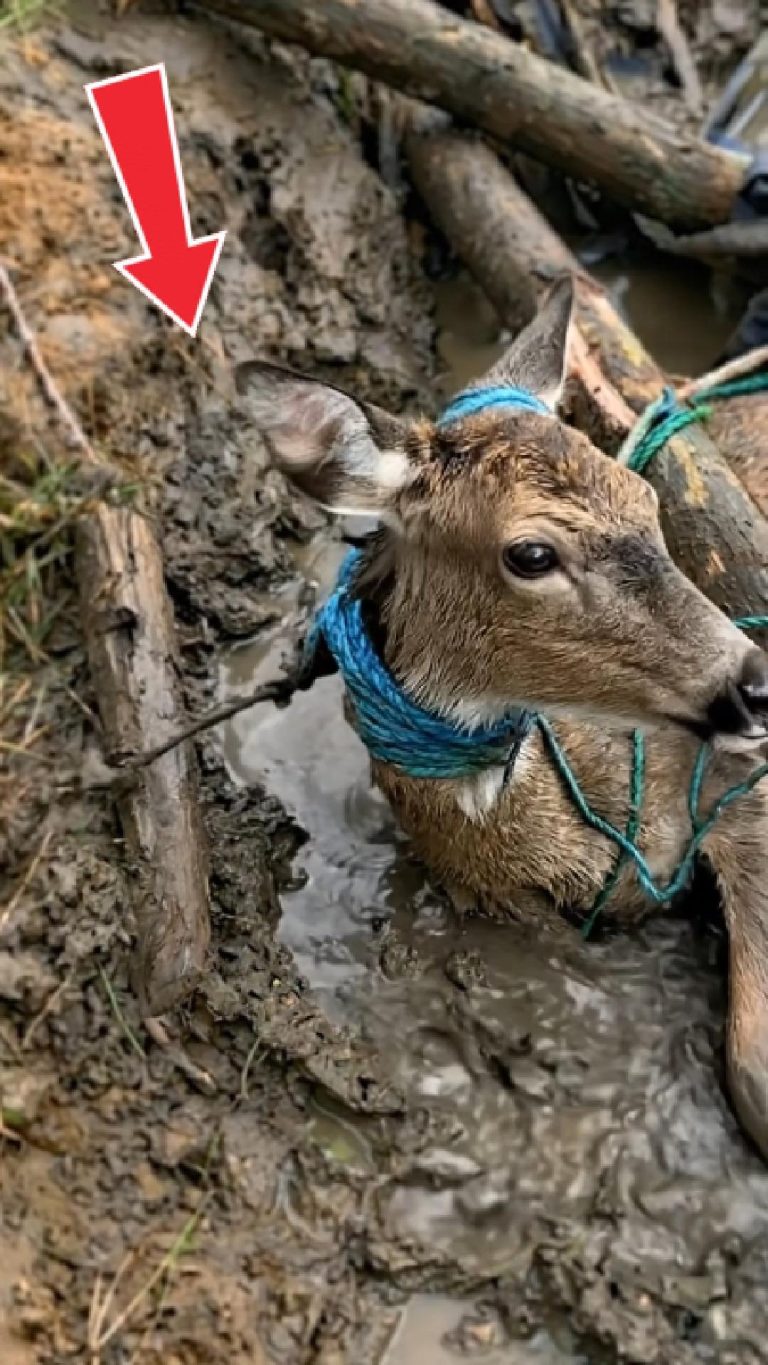 230-deer-Cover