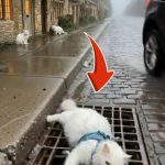 231-cat-tied-Cover
