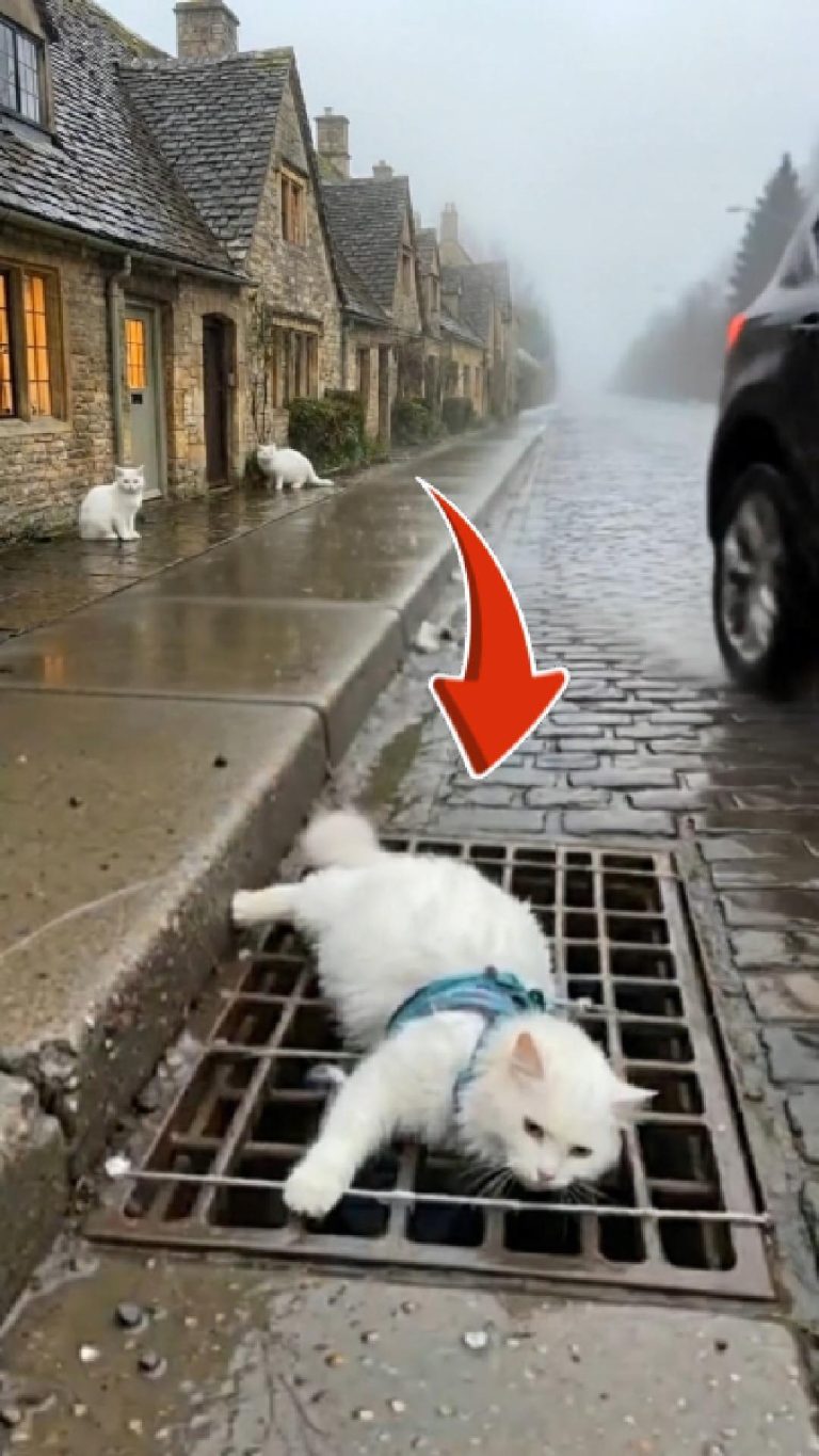 231-cat-tied-Cover