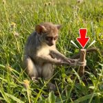 232-monkey-Cover