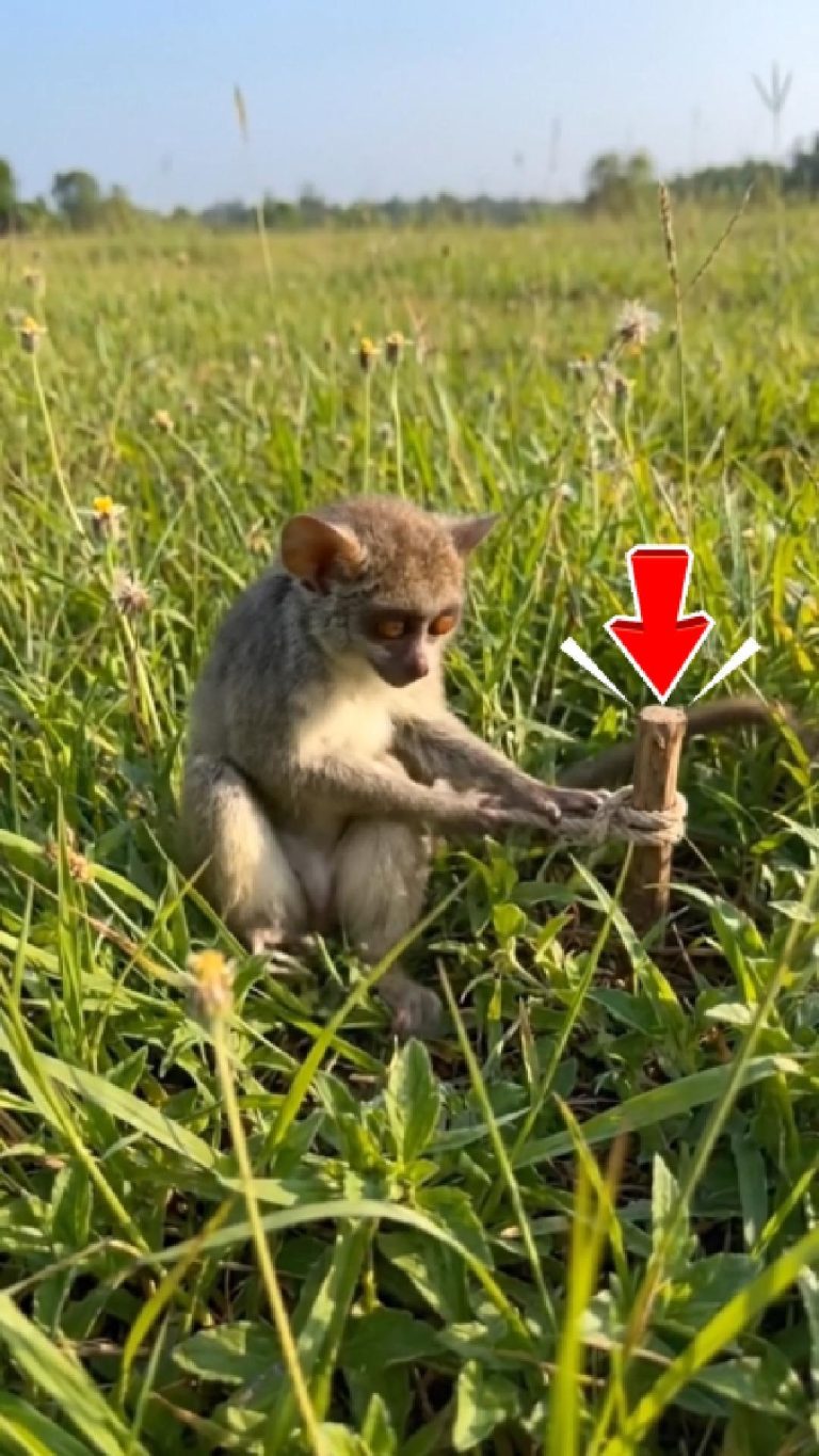 232-monkey-Cover