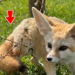 234-fox-Cover