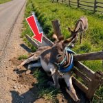 235-donkey-Cover