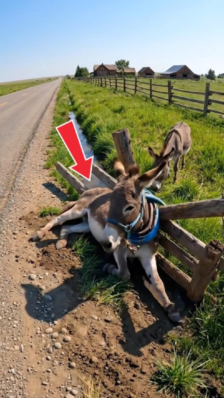 235-donkey-Cover