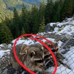 236-eagle-raccoon-Cover