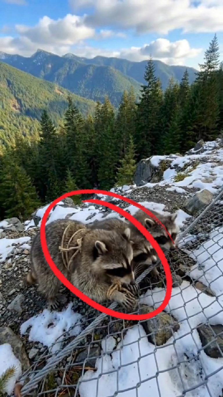 236-eagle-raccoon-Cover