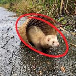 239-ferret-Cover