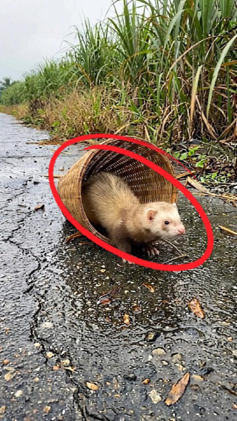 239-ferret-Cover