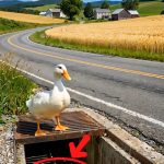 241-duck-Cover