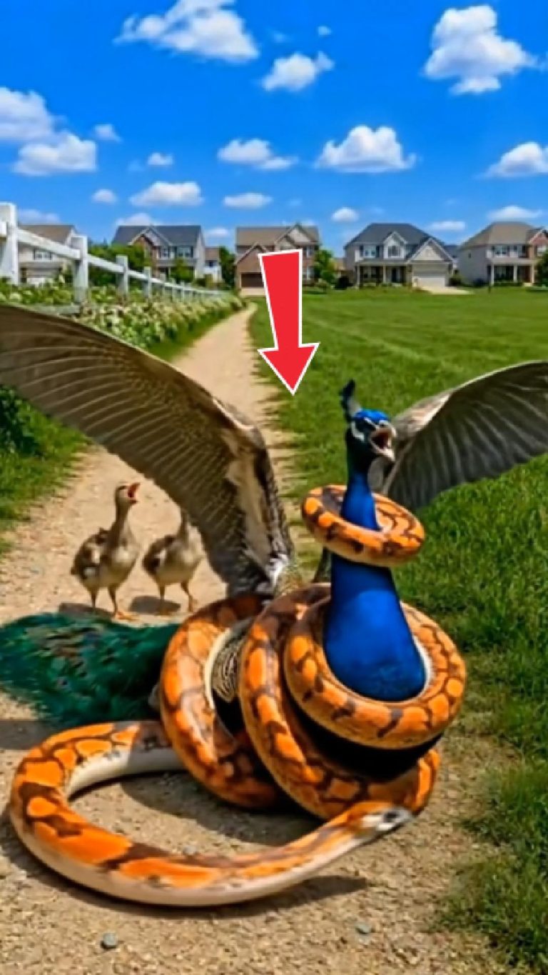 242-peacock-Cover