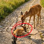 243-deer-Cover