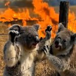 245-koala-Cover