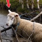 247-sheep-Cover