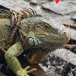 249-lizard-Cover