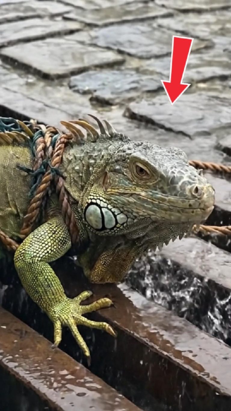 249-lizard-Cover