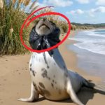 254-seal-Cover