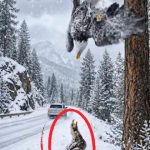 255-eagle-Cover