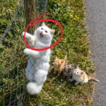 256-cat-tied-Cover