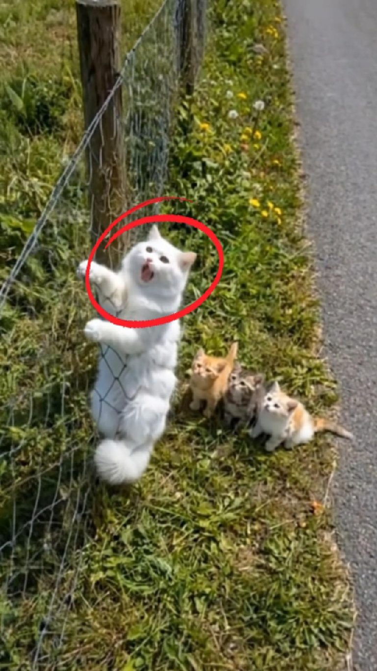 256-cat-tied-Cover