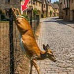 258-deer-Cover