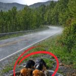 259-puppies-Cover