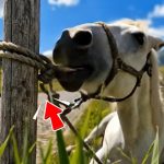 260-horse-Cover