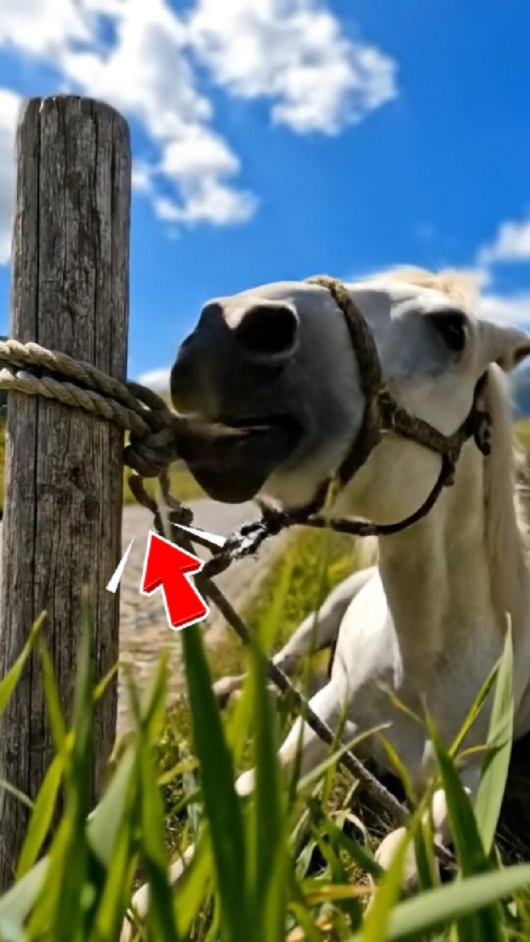 260-horse-Cover