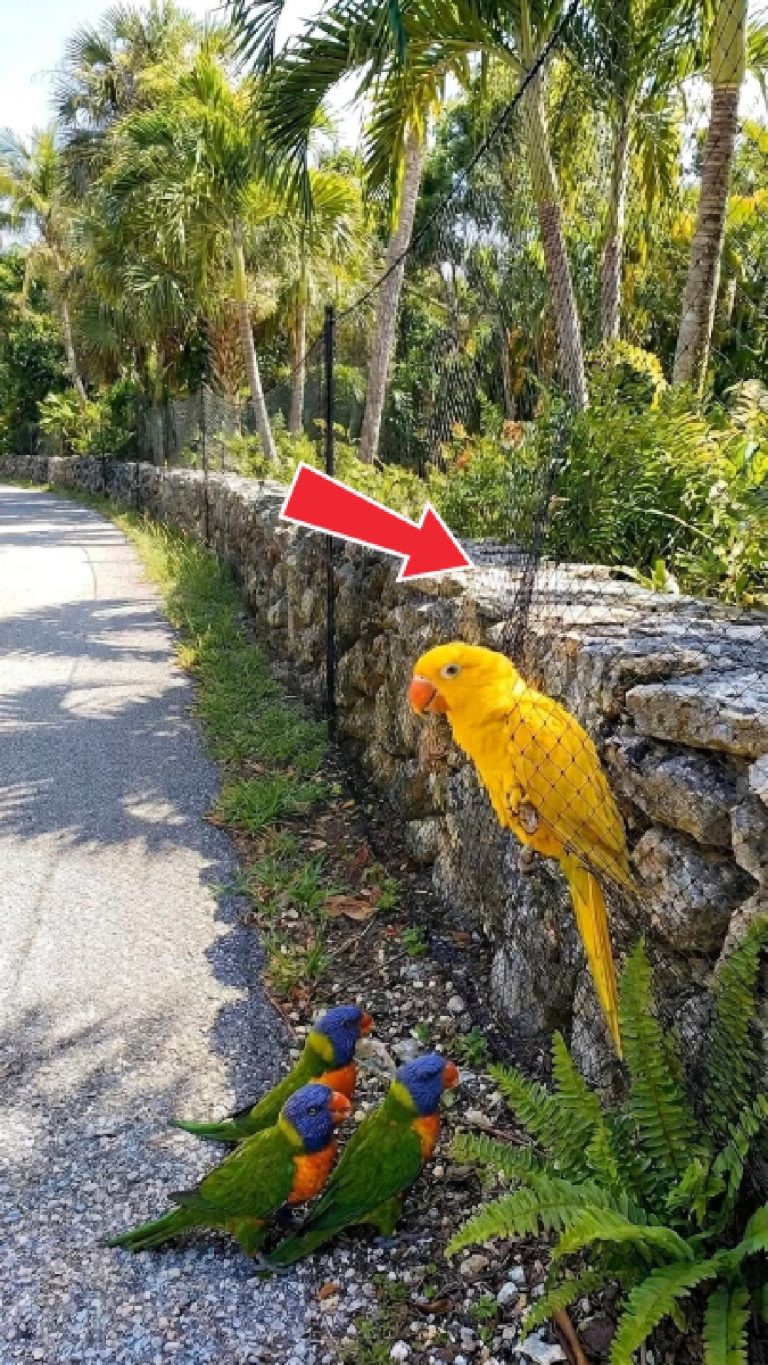 261-parrot-Cover