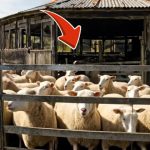 264-sheep-Cover