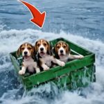 266-puppy-Cover