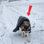 267-husky-Cover