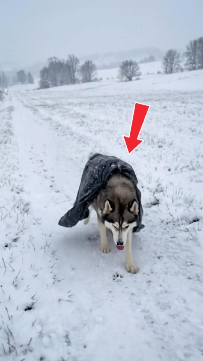 267-husky-Cover