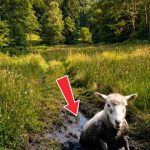 268-sheep-Cover