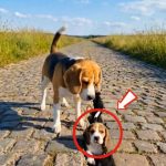 269-dog-FB