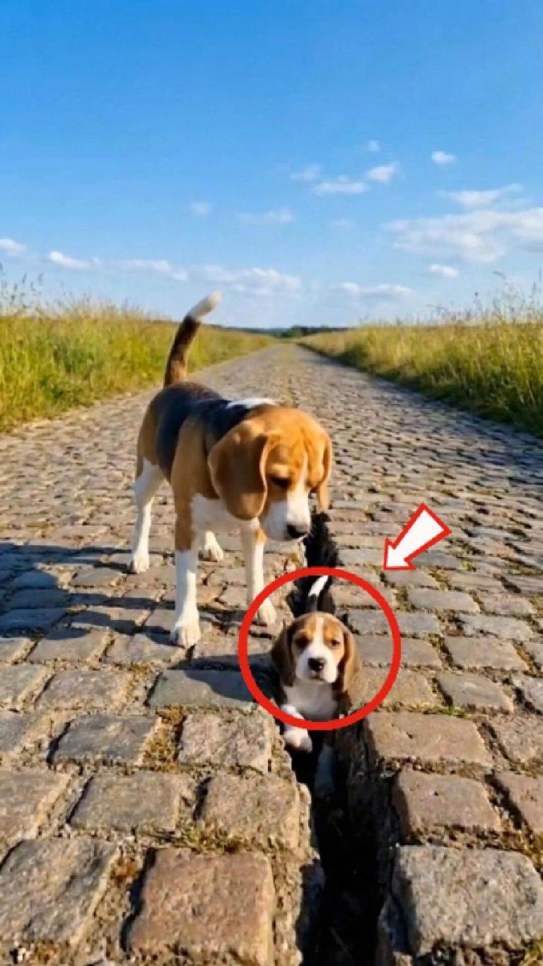 269-dog-FB
