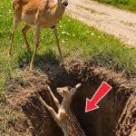 271-deer-Cover