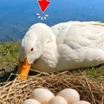 274-duck-egg-Cover