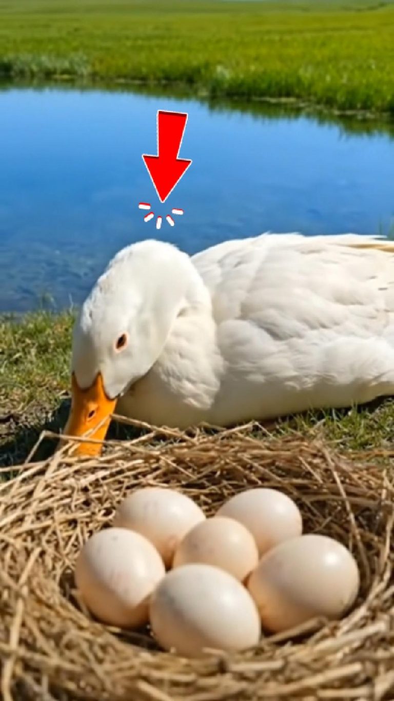 274-duck-egg-Cover