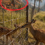 287-deer-Cover
