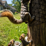 288-squirrel-Cover