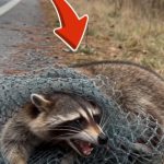 3-raccoon-Cover