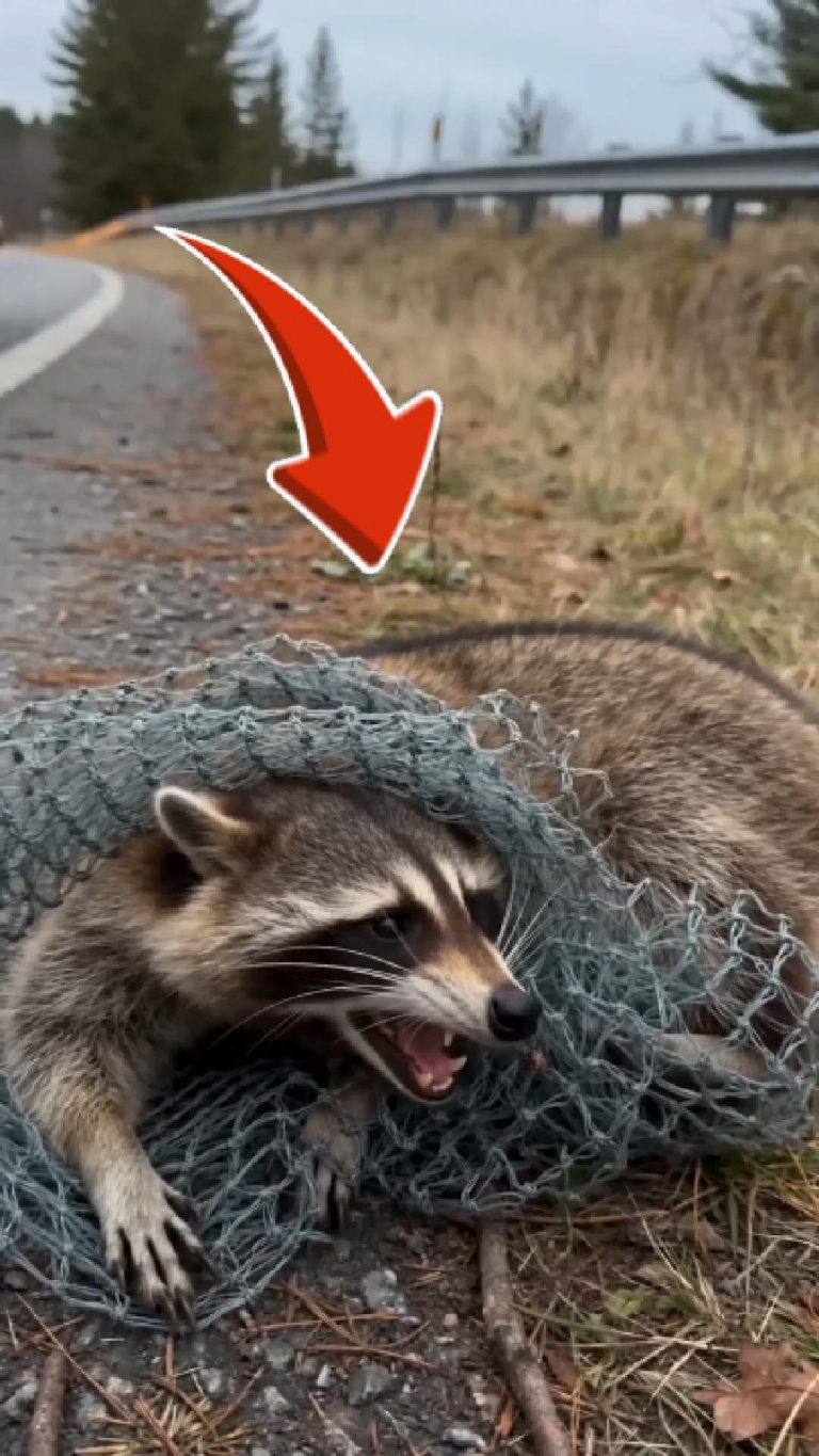 3-raccoon-Cover