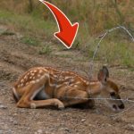 6-deer-FB-Cover
