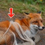 7-fox-Cover