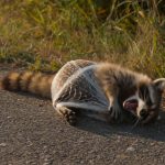 8-raccoon-Cover