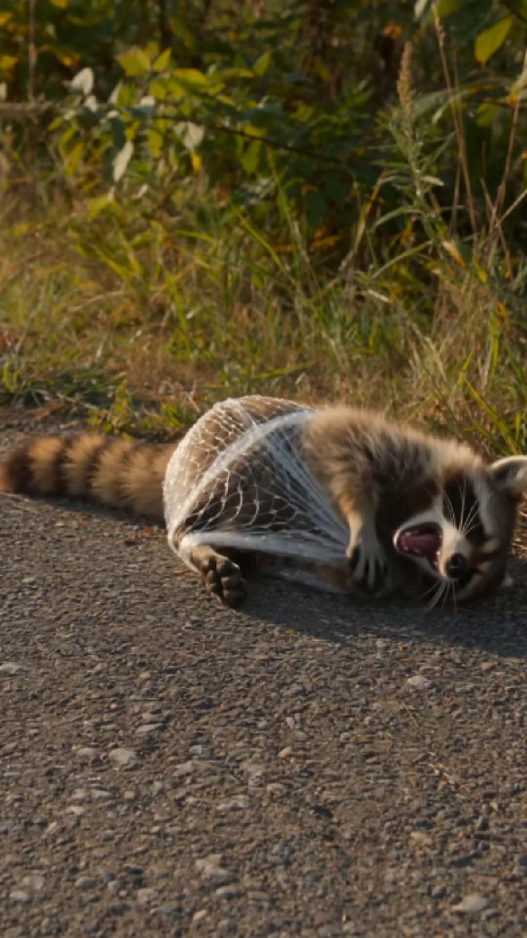 8-raccoon-Cover